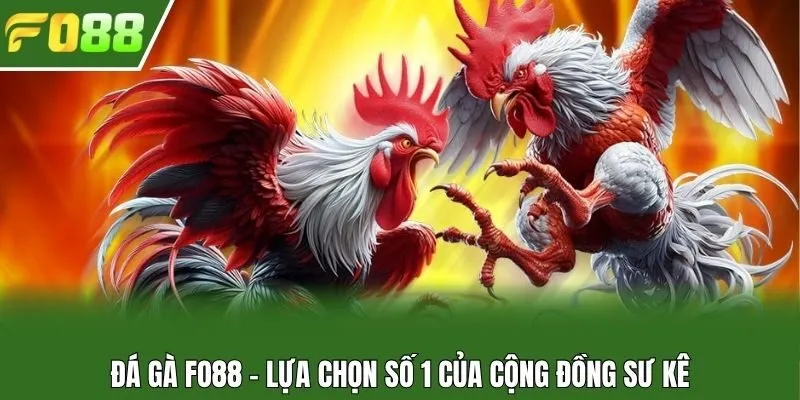 Đá gà Fo88 - Lựa chọn số 1 của cộng đồng sư kê