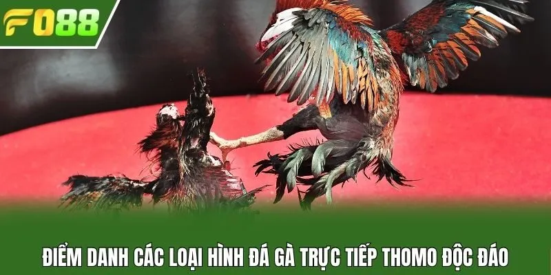 Điểm danh các loại hình đá gà trực tiếp Thomo độc đáo