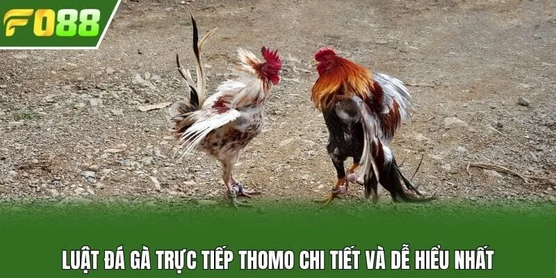 Luật đá gà trực tiếp Thomo chi tiết và dễ hiểu nhất